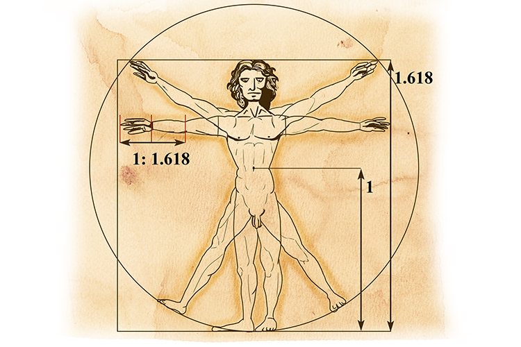 The human body is calculated by the golden ratio and fibonacci spiral